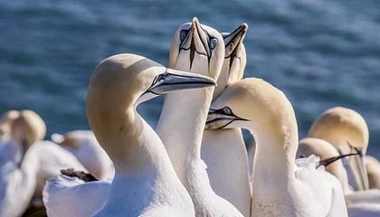 博鱼——颠覆传统钓鱼体验的智慧选择