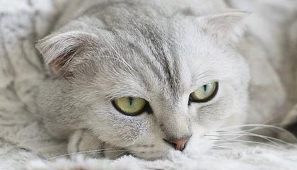 掌上电竞新时代：im电竞APP带你玩转电竞世界