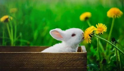 CBA全明星周末遇冷（上）：正赛门票竟然打折销售？